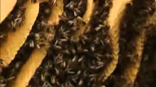 Most Extreme Horrors  Africanized Bees [upl. by Arymahs]