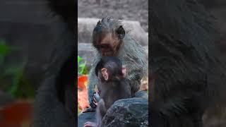 Ep742 Adorable Monkeys Doing Funny Things for Attention [upl. by Veljkov]