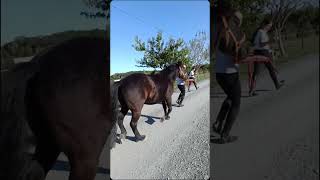 Ne parlons pas du ventre💀 Fait par Elina 🥲 chevaux equestrian pony equitation cheval kirikou [upl. by Ailuy]