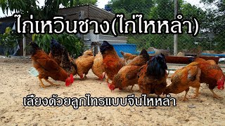 ไก่เหวินชาง wenchang chicken ไก่ไหหลำ ฟาร์มไก่เบตงหลงทุ่ง อดอยสะเก็ด จเชียงใหม่ [upl. by Niwroc]