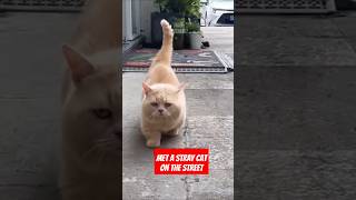 met a stray cat on the street⁉️😱 [upl. by Tinaret]