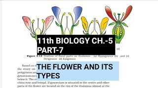 Class 11 BiologyCh5 Part7The FlowerStudy with Farru [upl. by Nywled849]