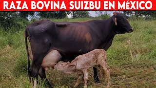 🔴 Raza Bovina SUIZBU En MÈXICO ✅ Vacas Lecheras  Doble Propósito [upl. by Llerroj]