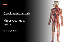 Circulatory System Major Arteries amp Veins [upl. by Kiehl877]