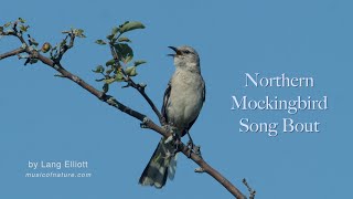 Mockingbird Song Bout [upl. by Uticas]