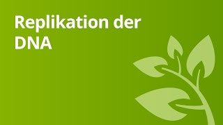 Ablauf der Replikation der DNA  Biologie  Genetik [upl. by Jea]