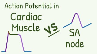 Action Potential in Cardiac Muscle vs SA Node a Comparison [upl. by Lindeberg]