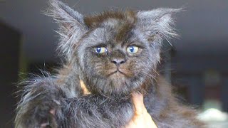 Extrem seltene Maine Coon Katze wird in Russland geboren [upl. by Felt308]