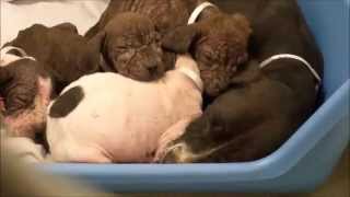 Pitbull Puppies  A Litter Of Pitbull Puppies With Mange skin disease [upl. by Nohtiek]