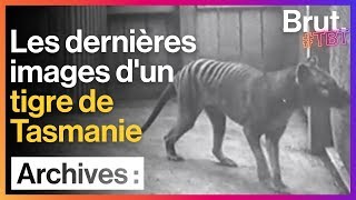 Lextinction silencieuse des tigres de Tasmanie [upl. by Idet]