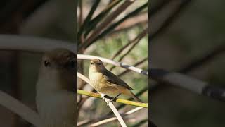 Mosquitero caza efémera en vuelo birds nature aves caza wildlife animals [upl. by Newol]