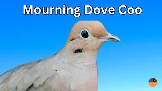 Mourning Dove Call Coo [upl. by Javed]