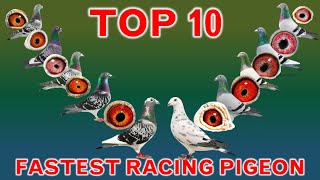 Top 10 Fastest Racing Pigeons in the World [upl. by Yroj]