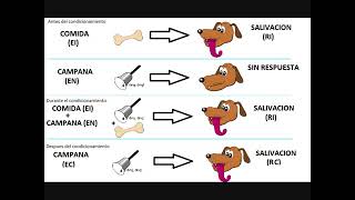 CONDICIONAMIENTO CLÁSICO O PAVLOVIANO [upl. by Aissilem]