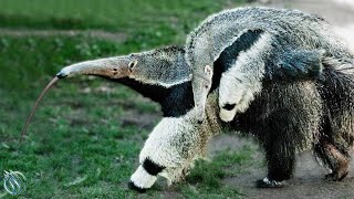 GIANT ANTEATER ─ Toothless Giant that Can Kill Jaguars Cougars and Poachers [upl. by Atinaej823]