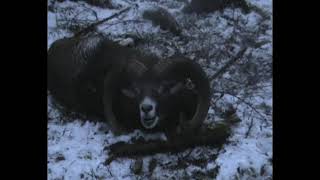 Mouflon hunting Lov muflon  Jagd Mufflon [upl. by Rehpotsihc530]