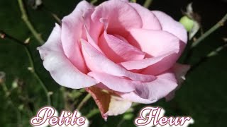 Petite Fleur  piano [upl. by Traweek]