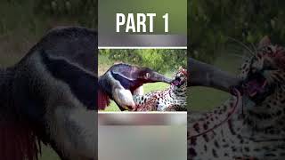 jaguar vs giant anteater fight part 01 shorts [upl. by Barlow]