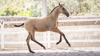 Horse for Sale  Exceptional Lusitano 2024 Colt with Elite Bloodlines REF950 [upl. by Avie760]