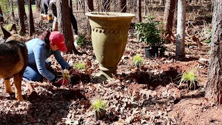 Planting for a Beautiful Summer Shade Garden [upl. by Jegar272]