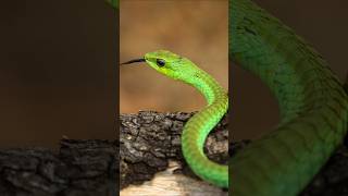 Boomslang One of the most dangerous Reptile in the world shorts wildlife [upl. by Merell]