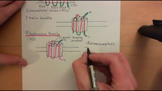 G Protein Coupled Receptors Part 1 [upl. by Suivat750]