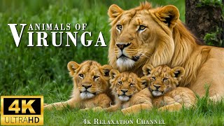 African Animals 4K 60FPS Virunga National Park  Majestic African Wildlife Film with Real Sounds [upl. by Clementina857]