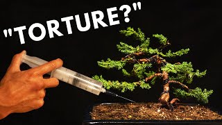 The Biology Behind Bonsai Trees [upl. by Breech]