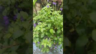 stachytarphetabluesnake flower plants nature natural naturalbeauty youtubeshorts [upl. by Kari674]