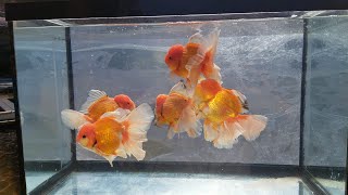 Top Beautiful goldfish [upl. by Chak249]