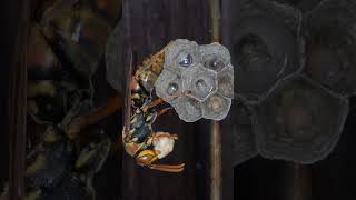 Paper Wasps Build Nest in Empty Bee Hive Queen Feeds Caterpillar to Workers [upl. by Obau]