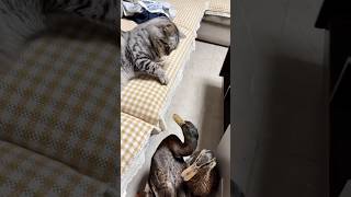 cat and duck fightshorts youtubeshorts funny [upl. by Jacobah717]