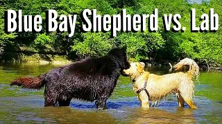 Blue Bay Shepherd vs Labrador Retriever [upl. by Eey]