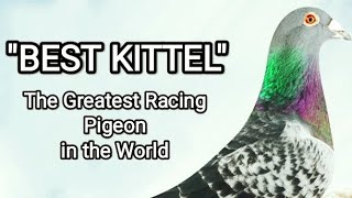 BEST KITTEL THE GREATEST PIGEON IN THE WORLD [upl. by Atteval72]