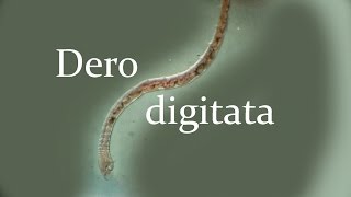 Dero digitata [upl. by Raab]