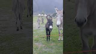 Asini Arnad Short animals donkey [upl. by Ahseat]