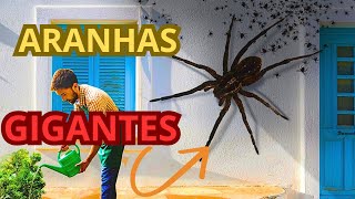 As 10 Maiores Aranhas do Mundo 🕷️ [upl. by Yung]