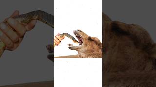 Why Camel Eat Snakes shorts facts [upl. by Ayvid]