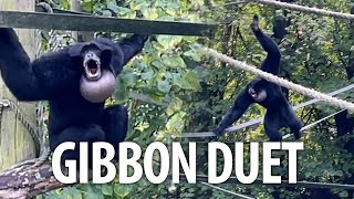 Pair of Siamang Gibbons singing a duet at Howletts zoo [upl. by Beeson664]