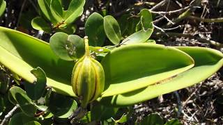 Brazilian Orchids Part 3 Cattleya guttata [upl. by Namsaj]