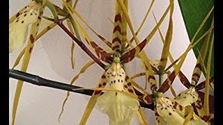 The Spider Orchid  new spikes and old blooms on this potted Oncidium Orchid in the Greenhouse [upl. by Aylsworth]