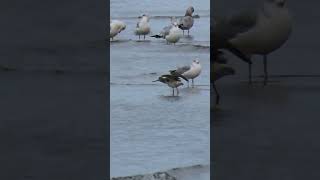 Greater Yellowlegs Calling wildlife birds naturelovers nature birdwatching birding [upl. by Aicissej]