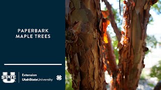 Paperbark Maple Trees [upl. by Claud]