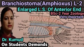 Branchiostoma Amphioxus Enlarged LS View Of Anterior End Of Amphioxus BSc2YearZoologyHindi [upl. by Elson634]