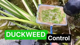 How do you get rid of duck weed  duckweed control uk [upl. by Arad322]