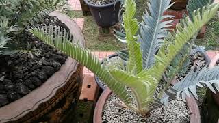 Encephalartos hirsutus from mrprince farm [upl. by Noble431]