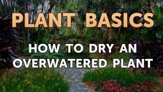 How to Dry an Overwatered Plant [upl. by Carpenter]