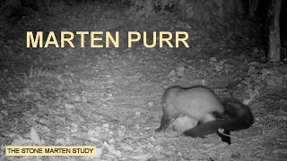 Martens purr while nursing Stone marten familySteinmarderHusmår best at 1080p [upl. by Niotna]