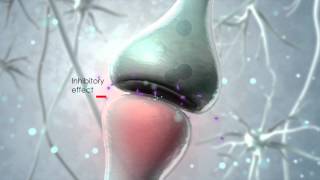 Visualization of the endocannabinoid signaling system [upl. by Chappy]