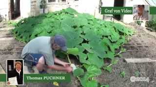 Vom Kern bis zur Befruchtung Giant Pumpkin Time Lapse [upl. by Fachanan740]